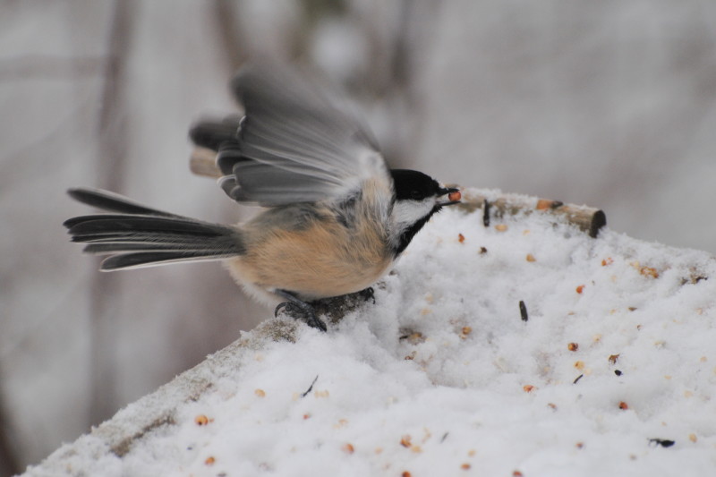 Quick Snack - Rhondalee Spiros