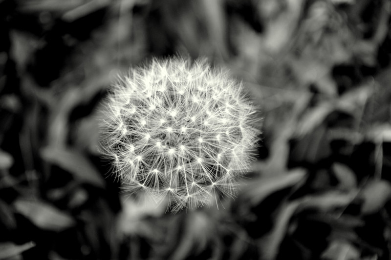 Dandelion