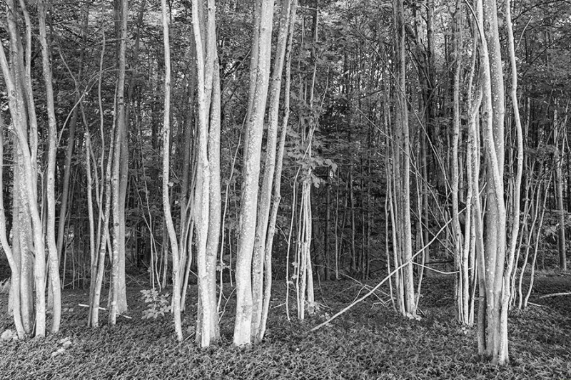 Brookfield State Land, Trees, Margaret Brenner 