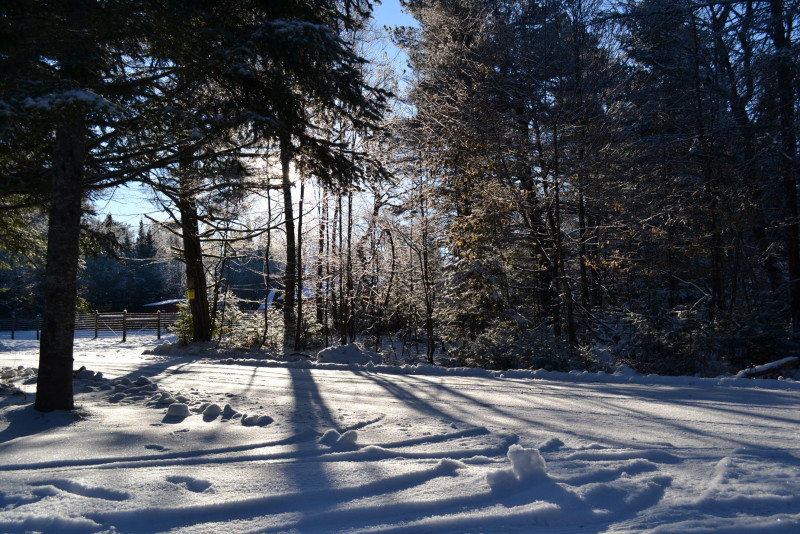 snow on trees